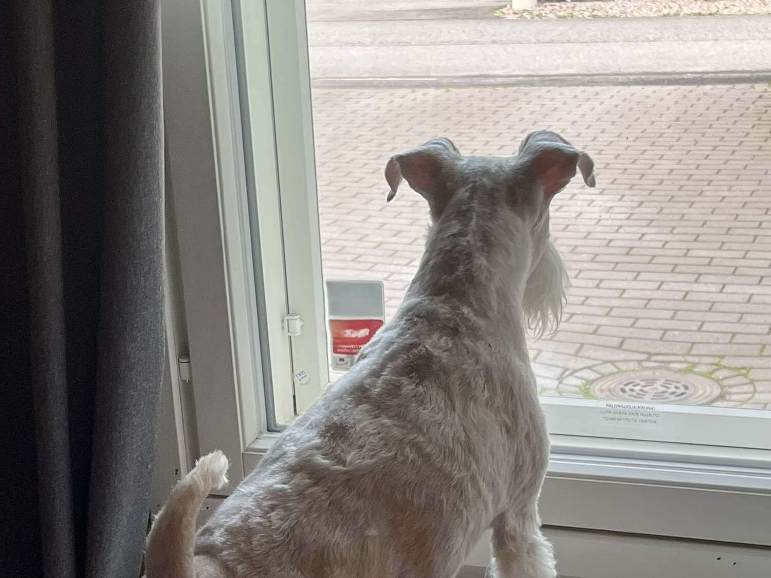 Koirahoitola Haukkuhotelli - Valot päälle vai päiväkotiin kuva